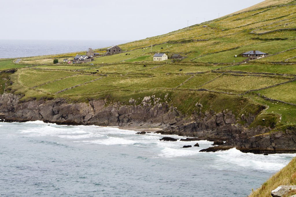 Detail of Animals graze alongside the Atlantic Ocean by Anonymous