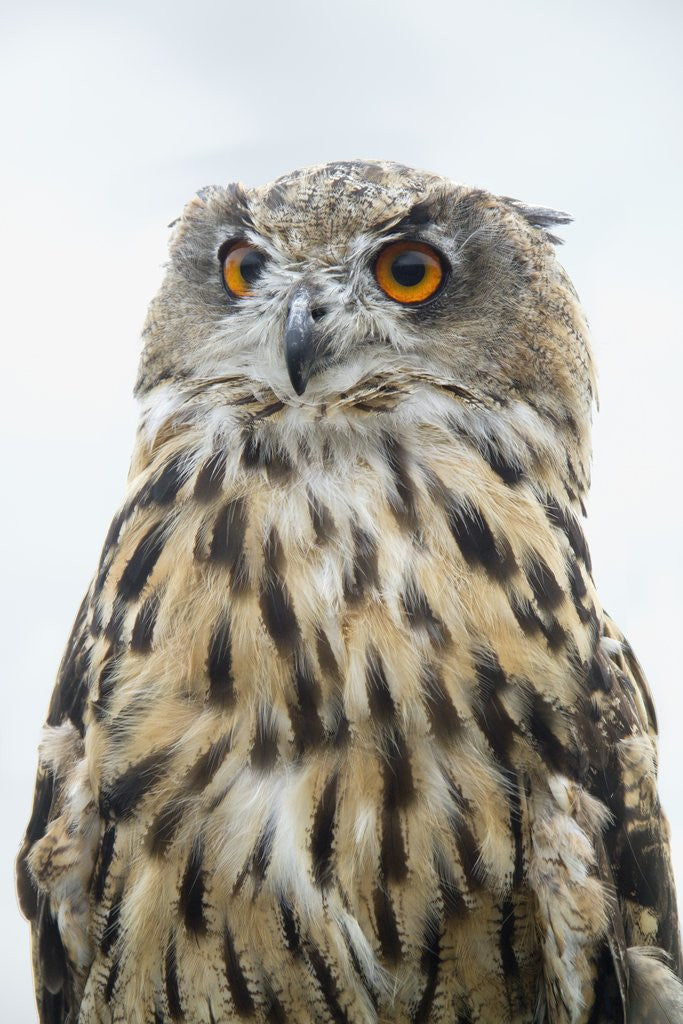 Detail of Eurasian Eagle-Owl close-up by Anonymous