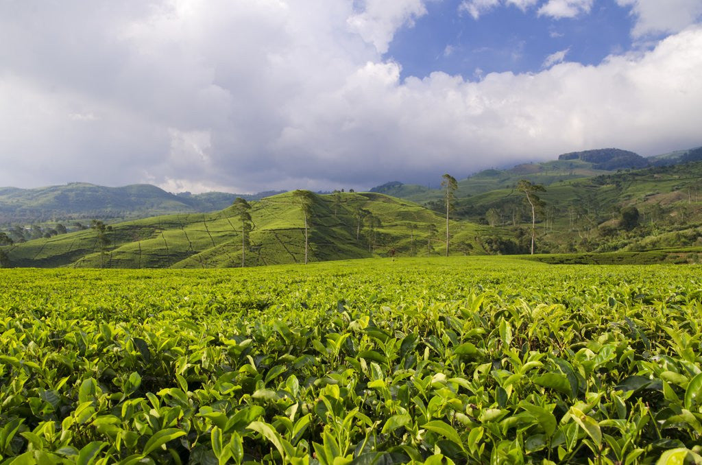 Detail of Panorama of tea plantation in West Java by Anonymous