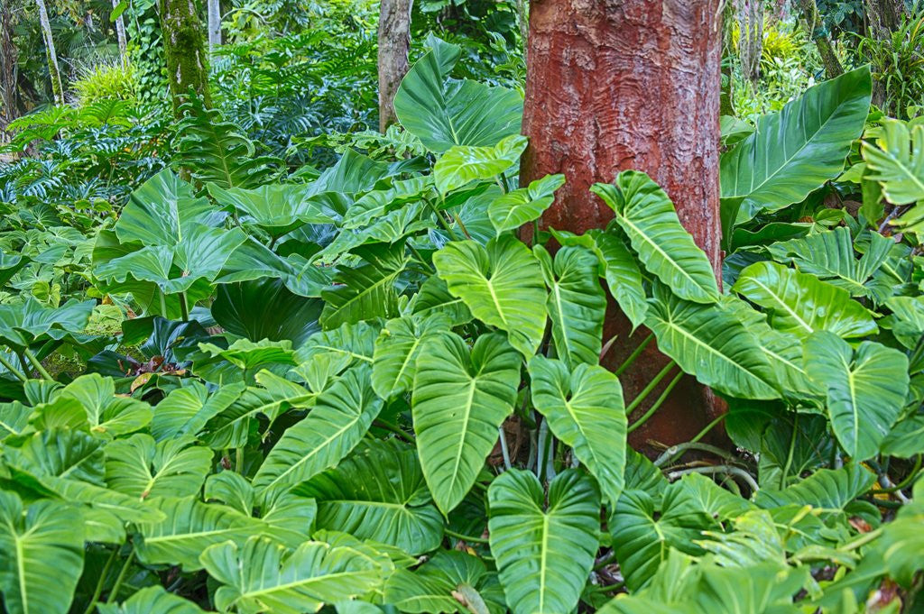 Detail of Philodendrons Growing in Forest by Anonymous