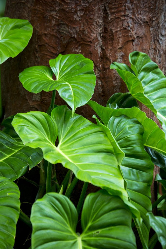 Detail of Philodendrons Growing in Forest by Anonymous