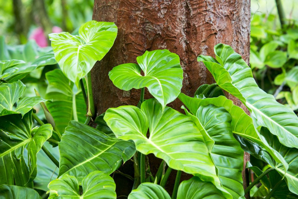 Detail of Philodendrons Growing in Forest by Anonymous