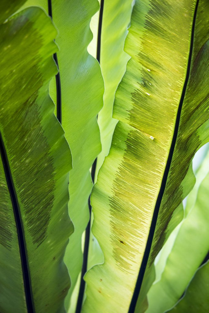 Detail of Tropical Gardens with philodendrons by Anonymous
