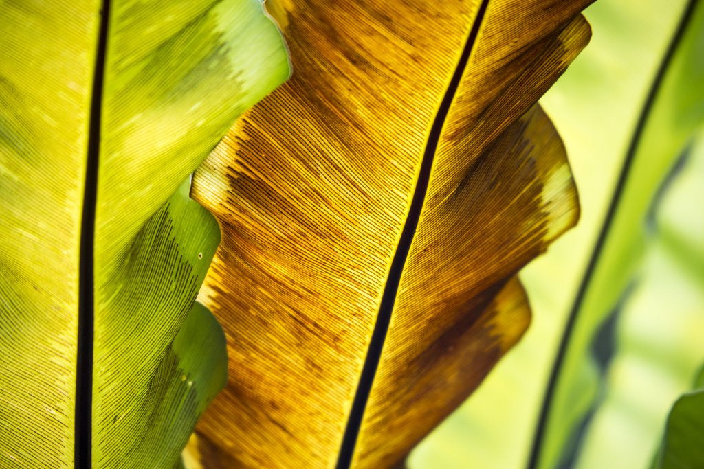 Detail of Tropical Gardens with philodendrons by Anonymous
