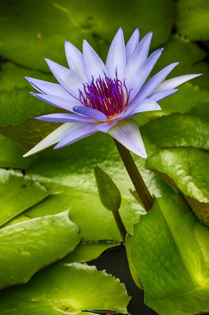 Detail of Tropical Gardens with water lotus flower in full bloom by Anonymous