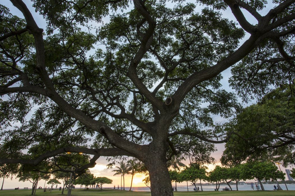 Detail of Tree at Sunset with Red glow by Anonymous