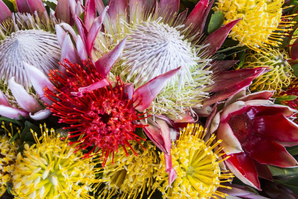 Detail of Wild Flowers of Hawaii by Anonymous