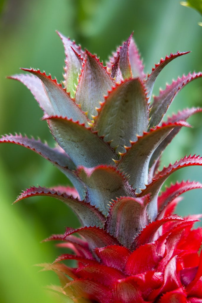 Detail of Pineapple bromeliad Growing in the maui country side by Anonymous
