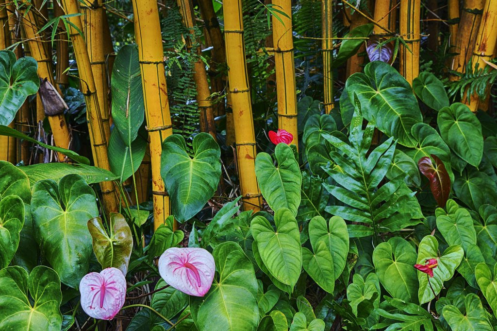 Detail of Garden on the Island of Maui with Pink Anthurium, Yellow Bamboo, and Philodendron Plants by Anonymous