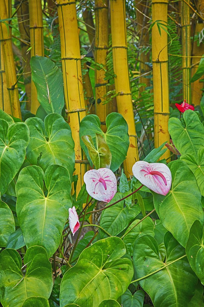 Detail of Garden on the Island of Maui with Pink Anthurium, Yellow Bamboo, and Philodendron Plants by Anonymous