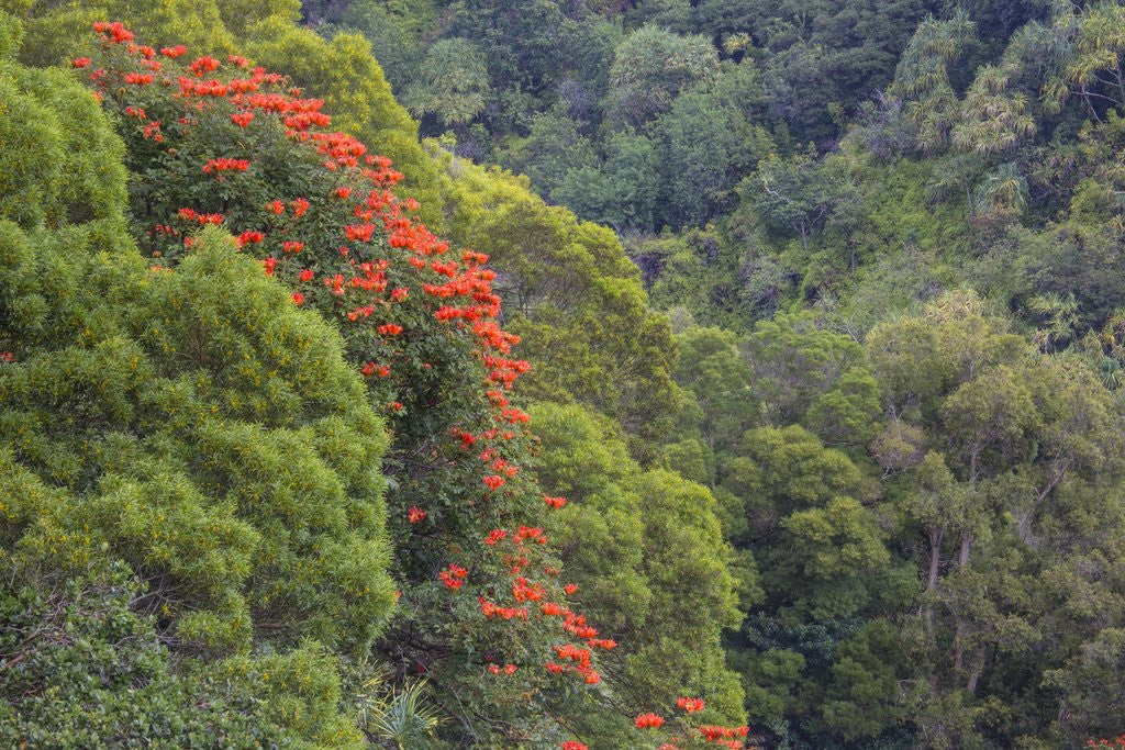 Detail of Tulip Trees Blooming in the Maui forest along the Hana Highway by Anonymous