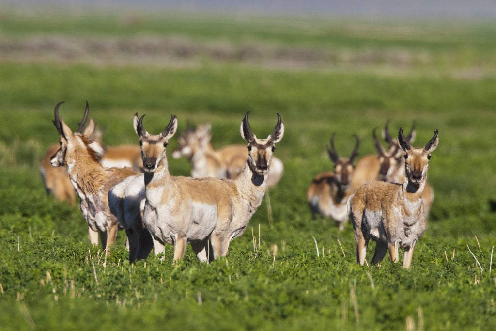 Detail of Herd of Pronghorn Antelope grazing on open land by Anonymous