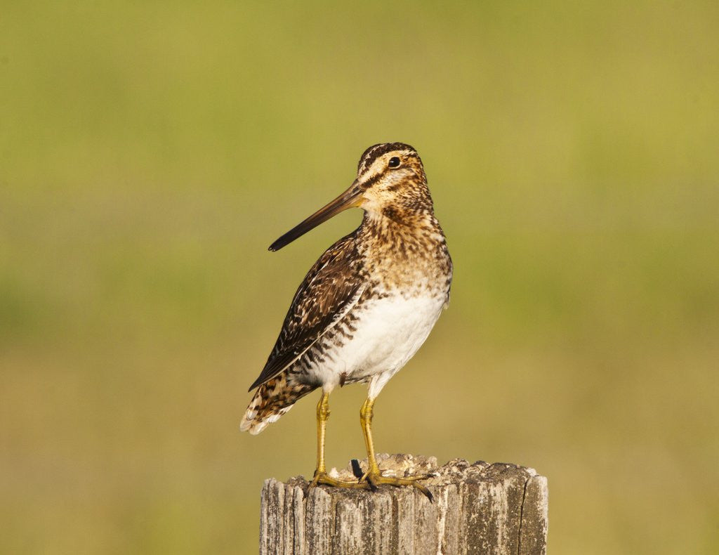 Detail of Wilson's Sniper looking for food in the Camas Prairie by Anonymous