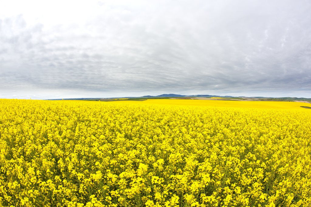 Detail of Canola Field in Full Fresh Bloom by Anonymous
