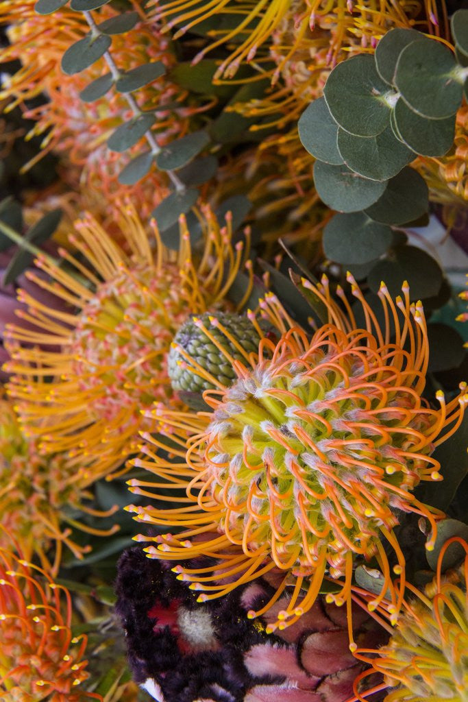 Detail of Wild Flowers of Hawaii by Anonymous