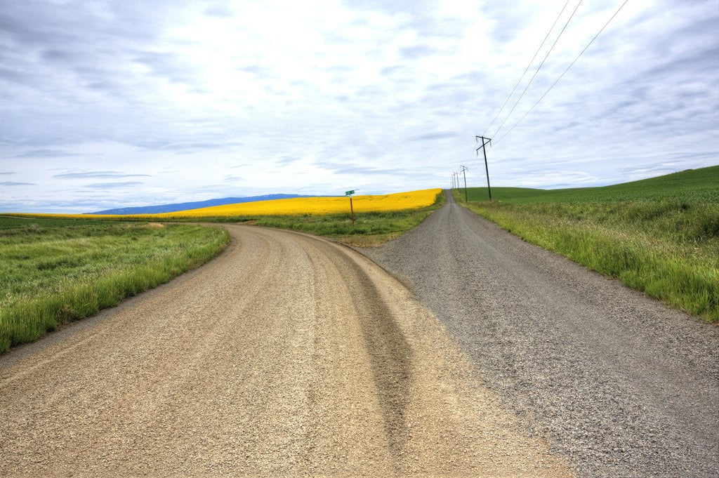 Detail of Fork in Country Back Road with Canola and Wheat Fields by Anonymous