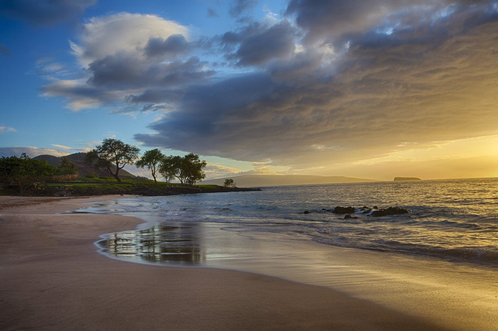 Detail of Sunset on Southern Maui Beach with Palm Trees by Anonymous