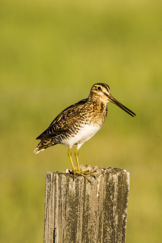 Detail of Wilson's Sniper looking for food in the Camas Prairie by Anonymous