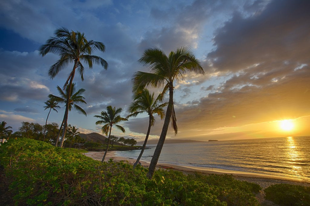 Detail of Sunset on Southern Maui Beach with Palm Trees by Anonymous