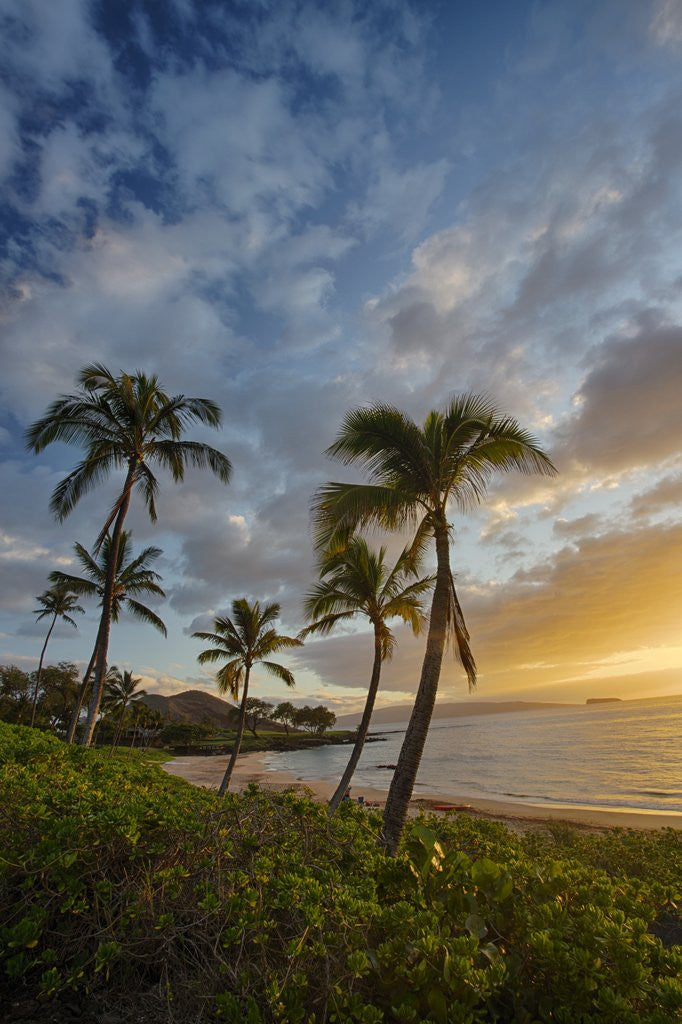 Detail of Sunset on Southern Maui Beach with Palm Trees by Anonymous
