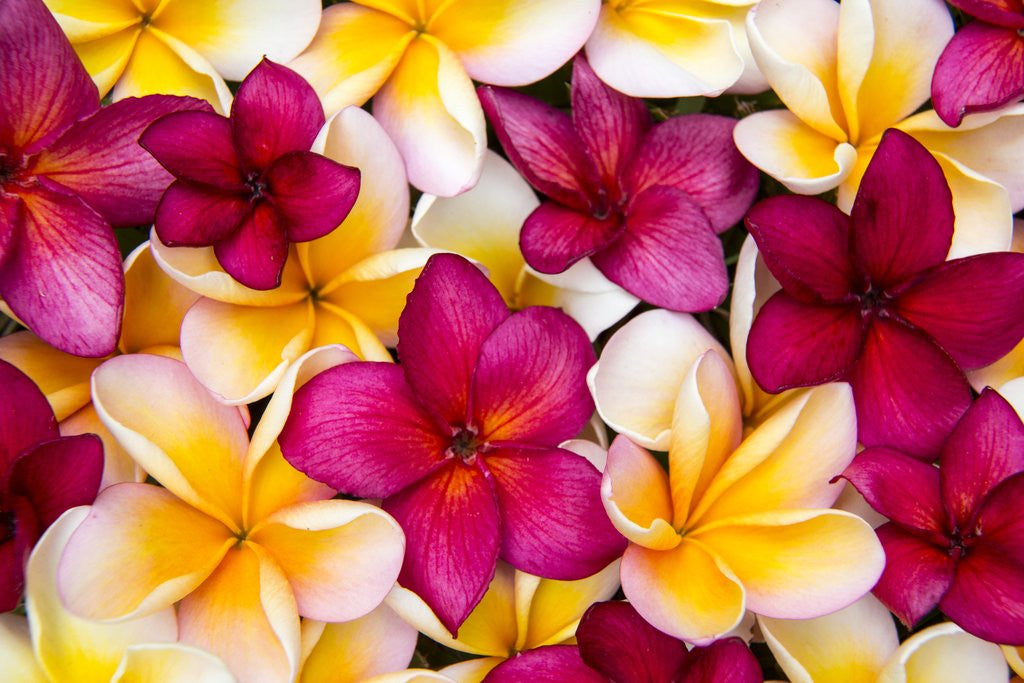 Detail of Plumeria in mass display by Anonymous