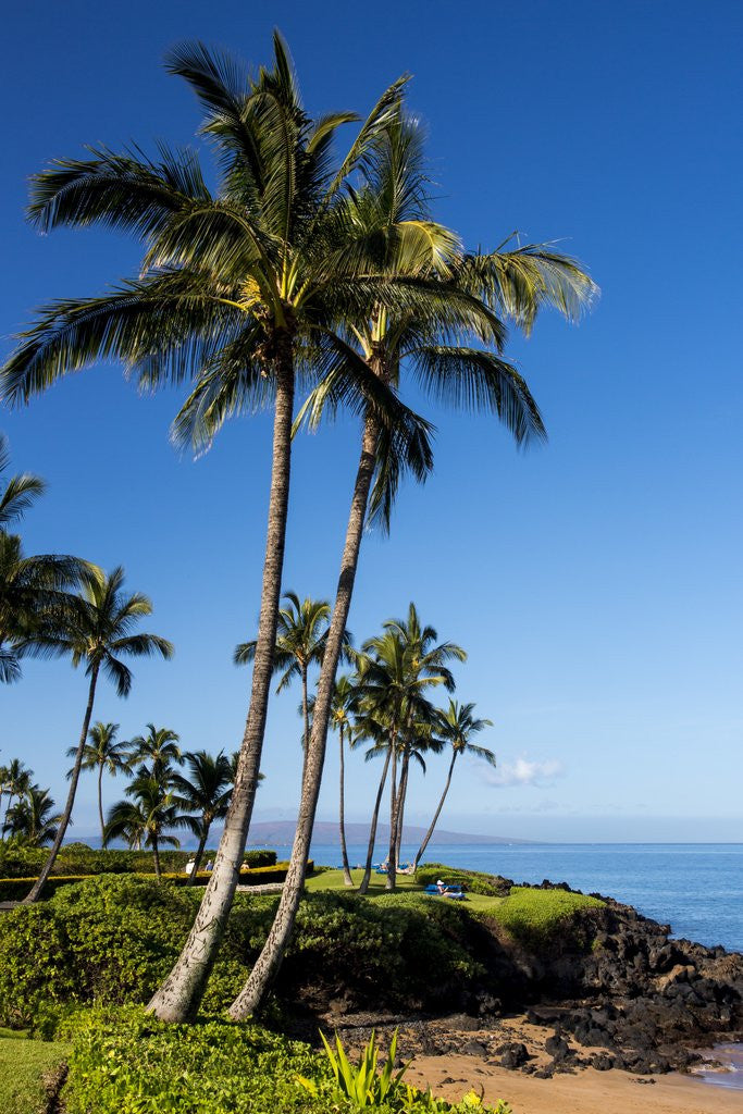 Detail of Palm Trees and Beach Along the Southern Maui by Anonymous