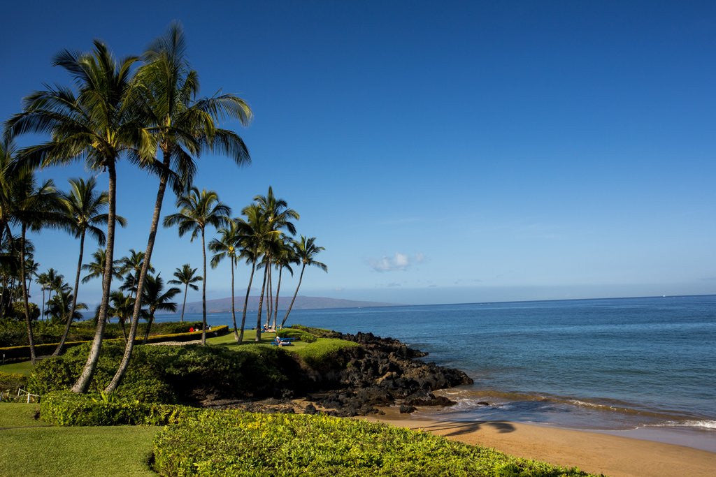 Detail of Palm Trees and Beach Along the Southern Maui by Anonymous