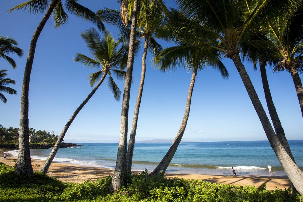 Detail of Palm Trees and Beach Along the Southern Maui by Corbis