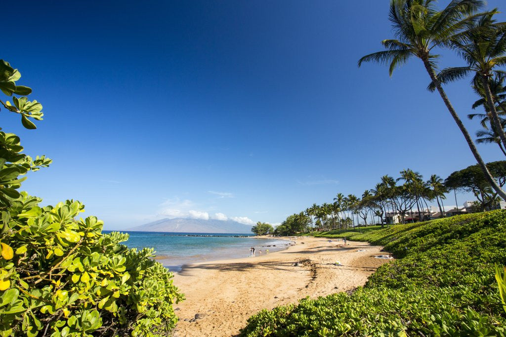 Detail of Palm Trees and Beach Along the Southern Maui by Anonymous