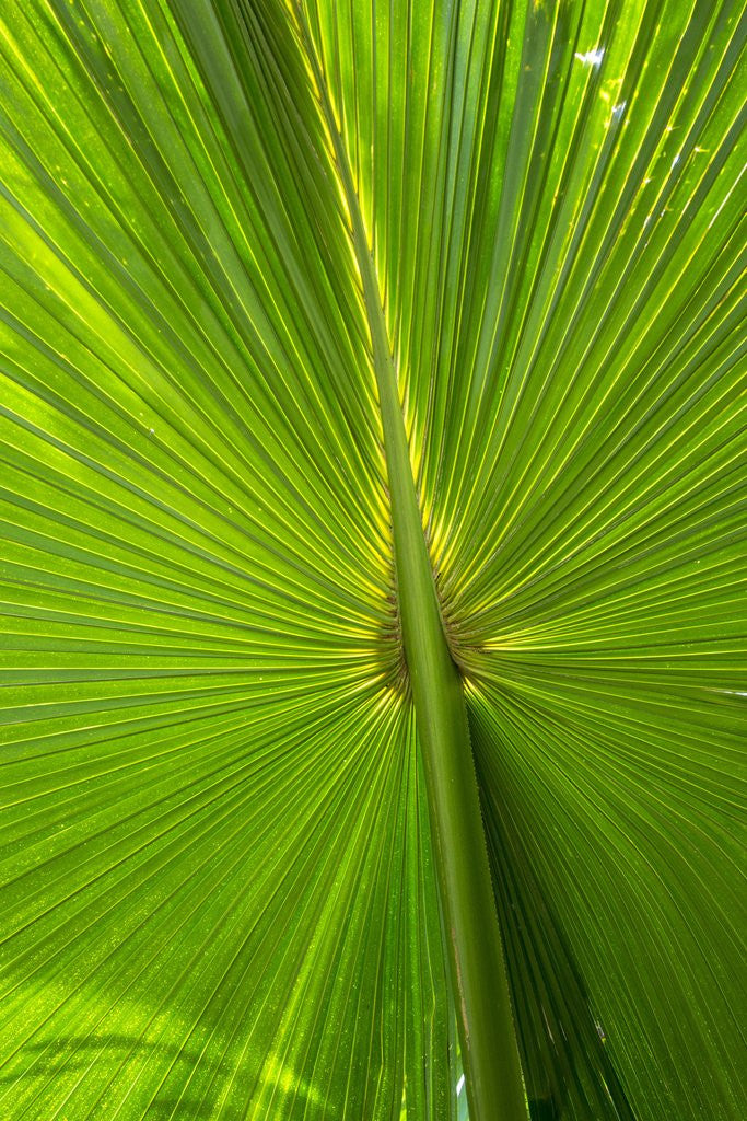 Detail of Hawaiian Fan Palm with Back lighting by Anonymous