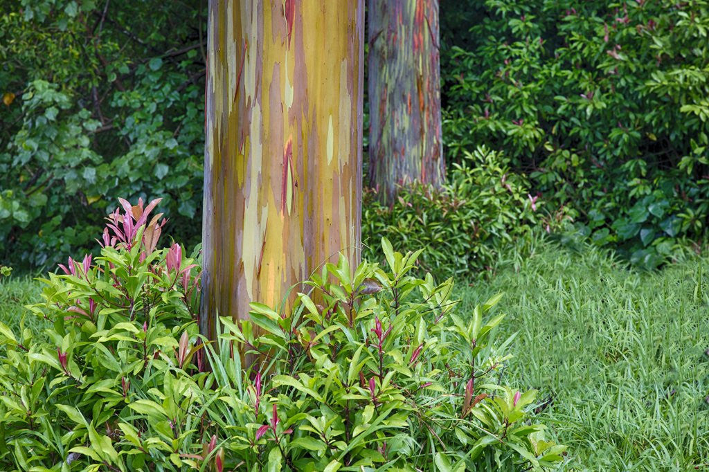 Detail of Rainbow Eucalyptus Trees (Eucalyptus deglupta) by Anonymous