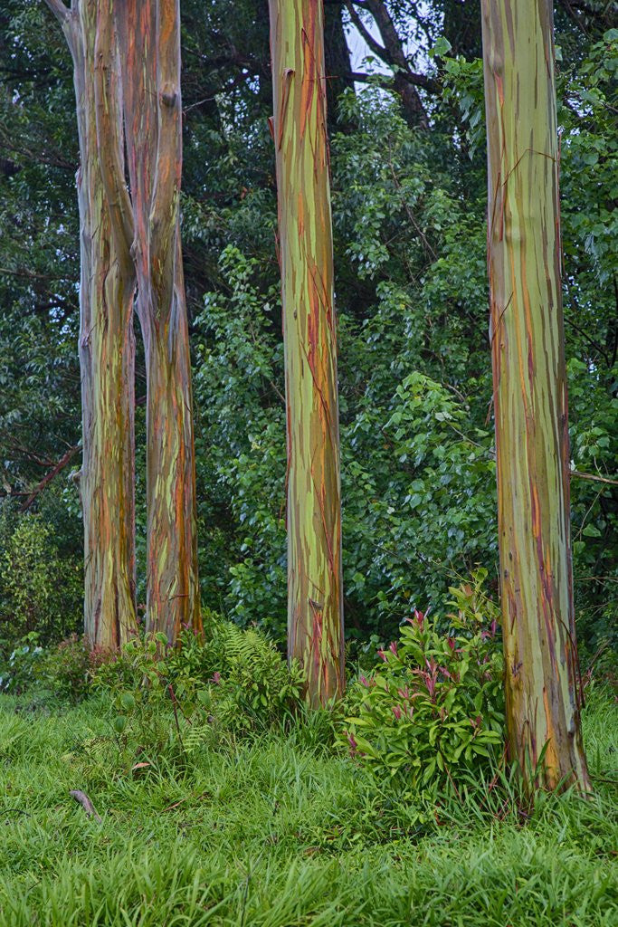 Detail of Rainbow Eucalyptus Trees (Eucalyptus deglupta) by Anonymous