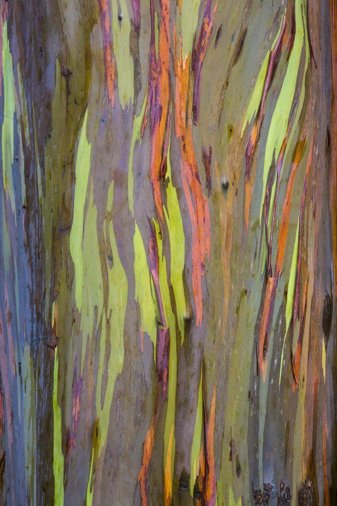 Detail of Rainbow Eucalyptus Trees (Eucalyptus deglupta) by Anonymous