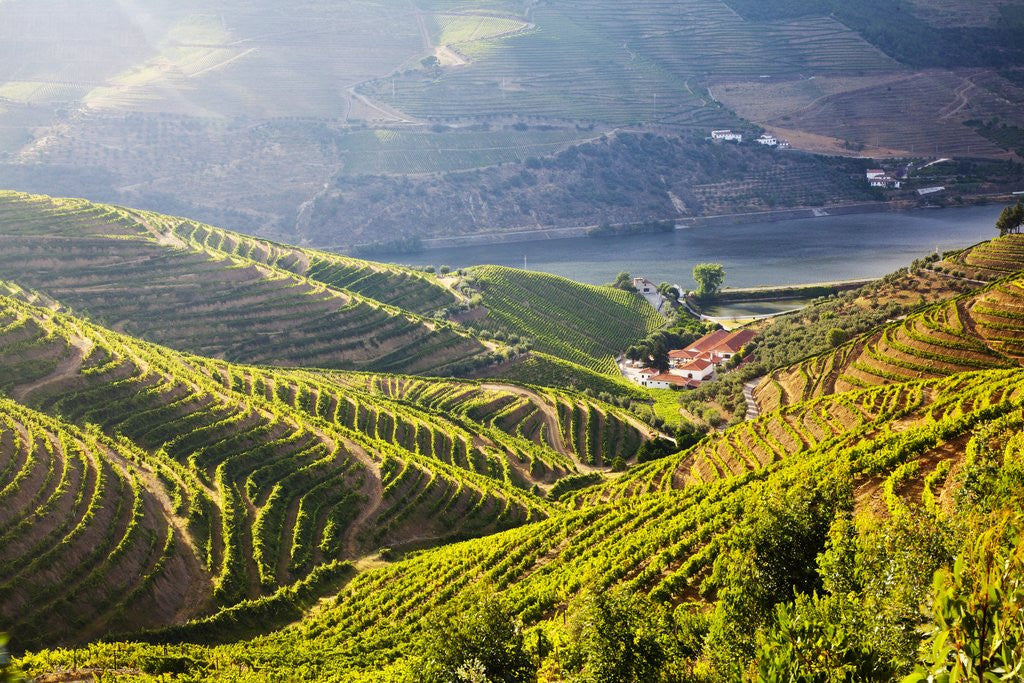 Detail of Terraced Vineyards lining the hills of the Duoro Valley by Anonymous