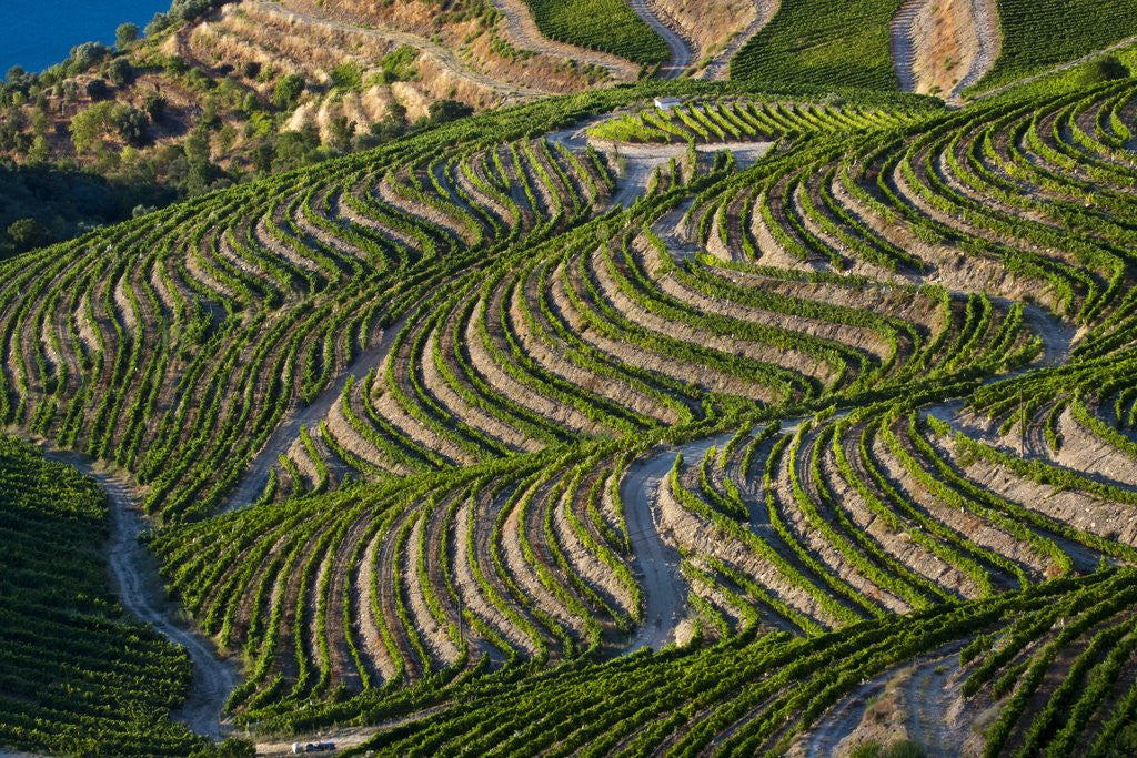 Detail of Terraced Vineyards lining the hills of the Duoro Valley by Anonymous