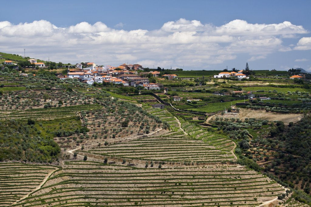 Detail of Terraced Vineyards lining the hills of the Duoro Valley by Anonymous