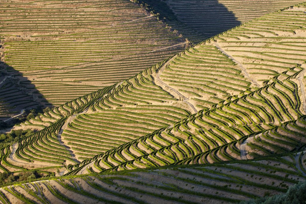 Detail of Terraced Vineyards lining the hills of the Duoro Valley by Anonymous