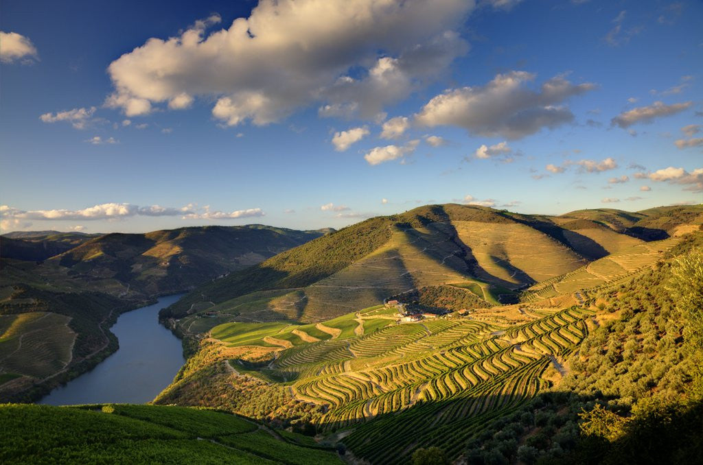 Detail of Terraced Vineyards lining the hills of the Duoro Valley by Anonymous