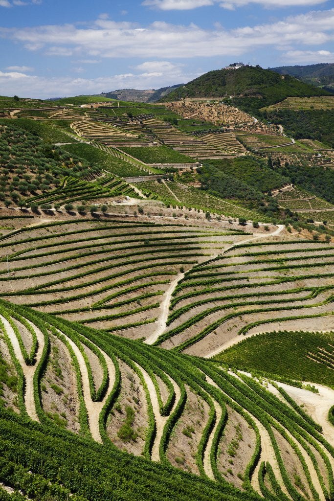 Detail of Terraced Vineyards lining the hills of the Duoro Valley by Anonymous