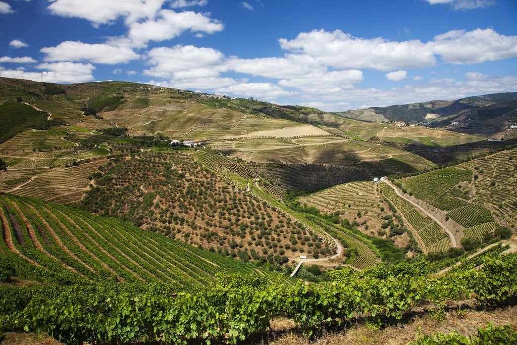 Detail of Terraced Vineyards lining the hills of the Duoro Valley by Anonymous