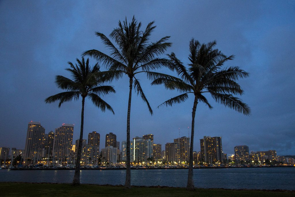 Detail of Palm Trees with the night lights of Honolulu by Anonymous