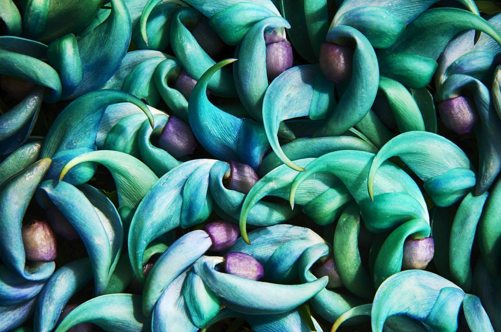 Detail of Tropical Gardens with Display of Blue Jade Seeds by Anonymous