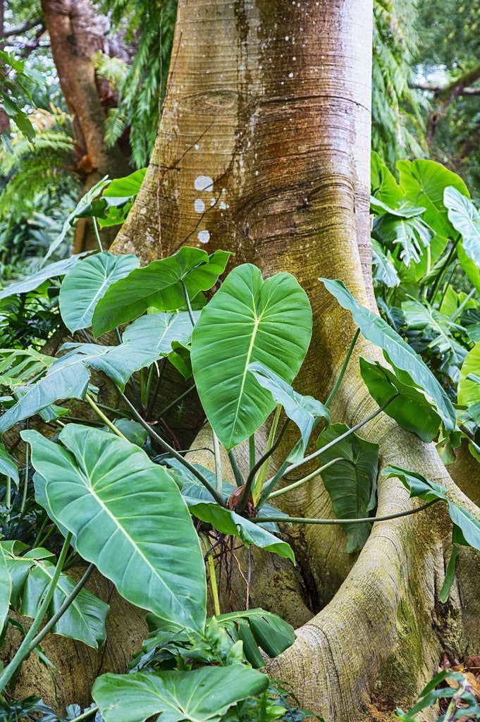 Detail of Philodendrons Growing in Forest by Anonymous