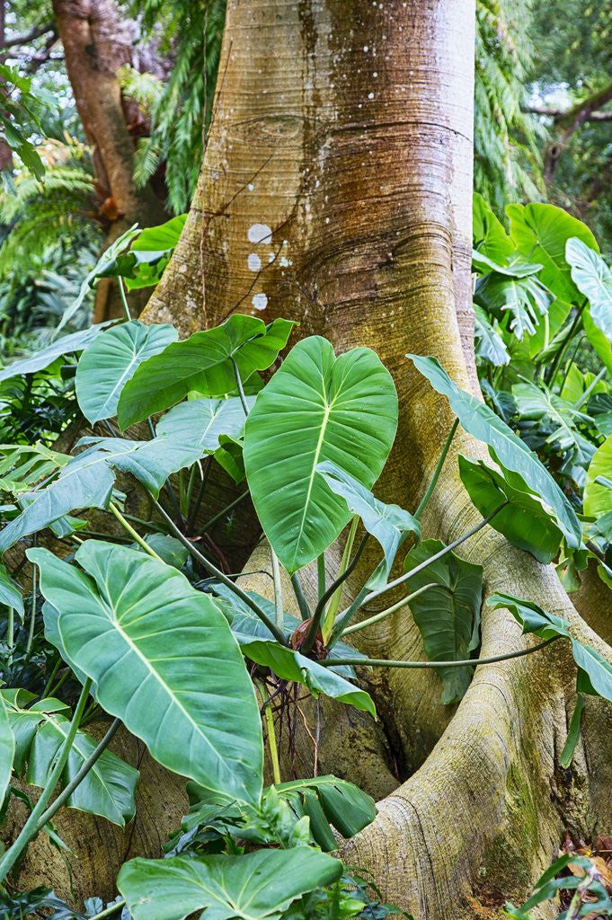 Detail of Philodendrons Growing in Forest by Corbis