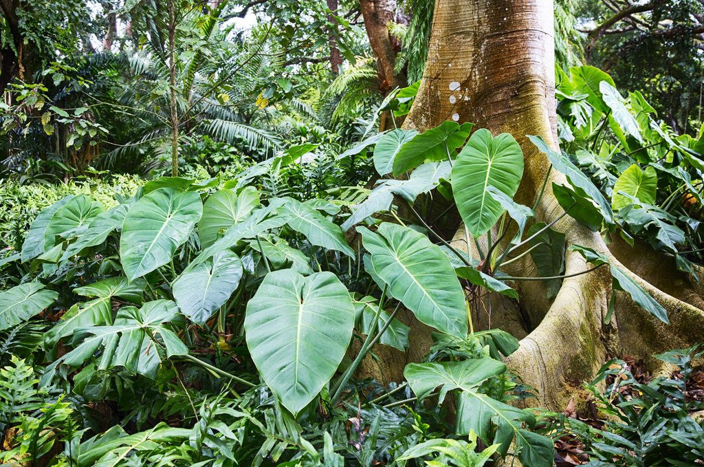 Detail of Philodendrons Growing in Forest by Anonymous