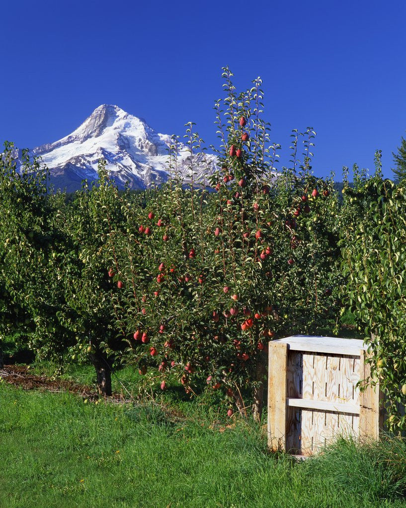 Detail of Red Bartlett pears by Anonymous