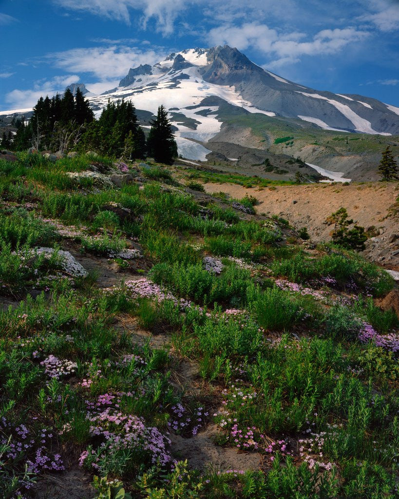 Detail of Phlox wildflowers & Mt. Hood by Anonymous