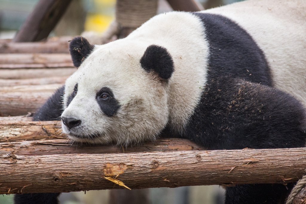 Detail of Giant Panda, Chengdu, China by Anonymous