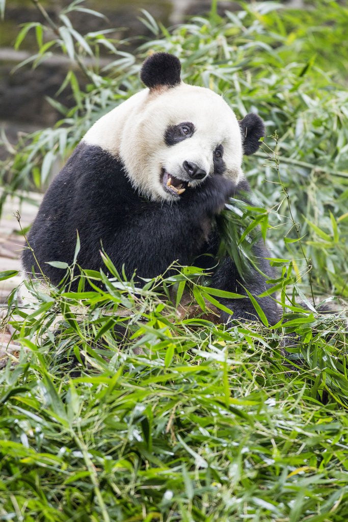Detail of Giant Panda, Chengdu, China by Corbis