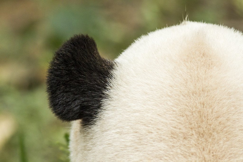 Detail of Giant Panda, Chengdu, China by Corbis